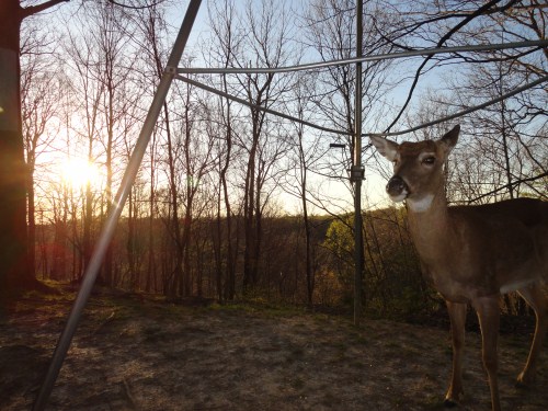 Buck picture at sunset