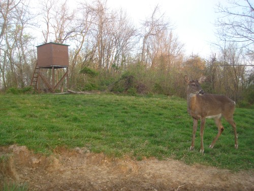 Whitetail buck