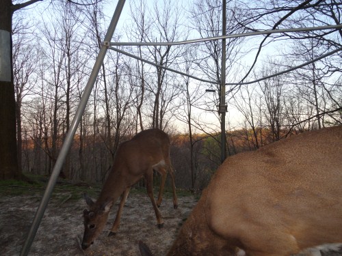 Whitetail buck picture