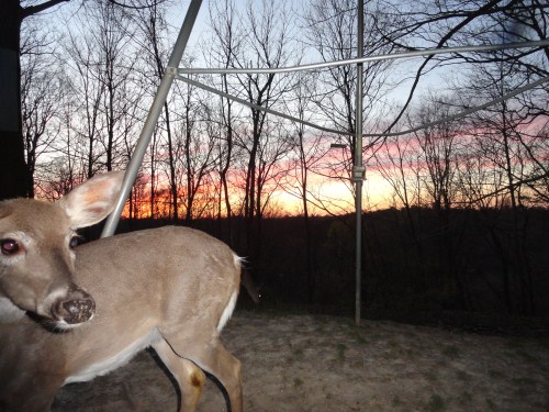 Whitetail deer picture