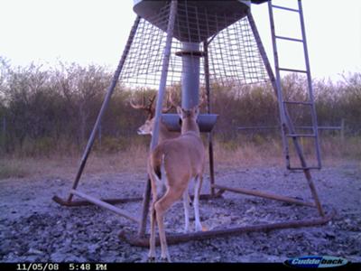 Bucks At Feeder