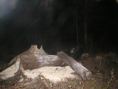 Quebec Black Bear