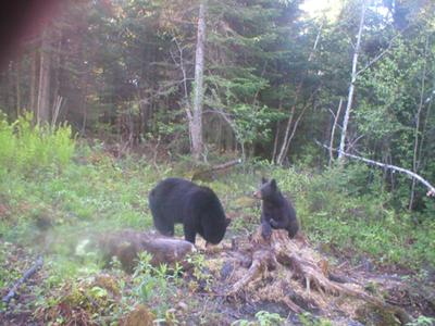 Black Bears