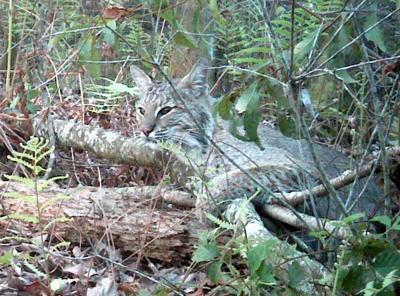 A beautiful bobcat in Florida