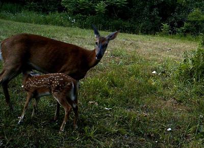 A Mother's Love