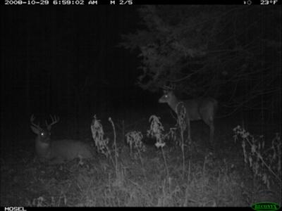 Bedded Scrape Buck