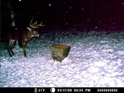 Late Season Buck