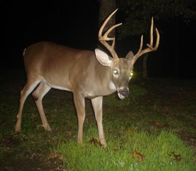 Big Alabama 8 Pointer