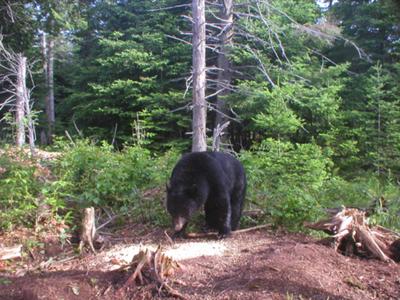 Black Bear