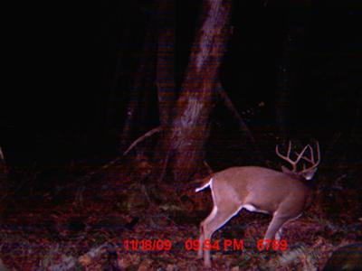 Big Blacktail Buck