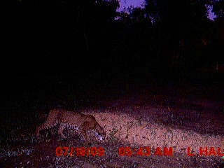 Big Bobcat