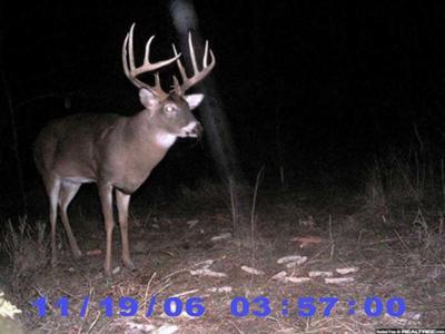 Big Buck