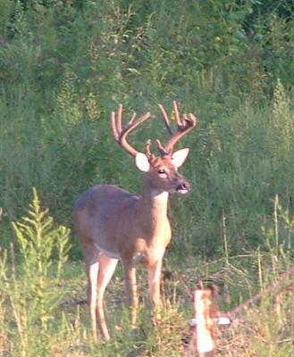 Buck in field