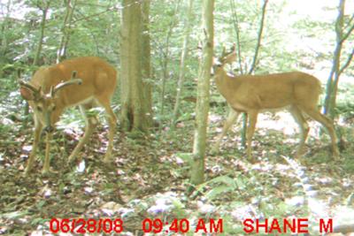 A Huge Buck In Velvet