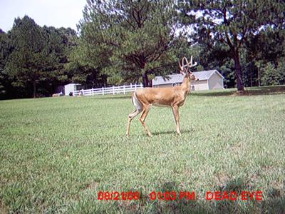 Georgia 8 Point