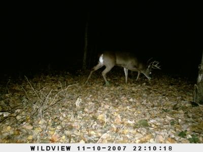 Big Indiana 10 point