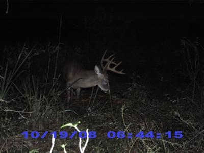 Big Ten Point Buck