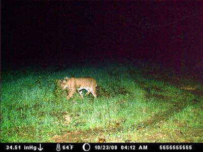 Bobcat