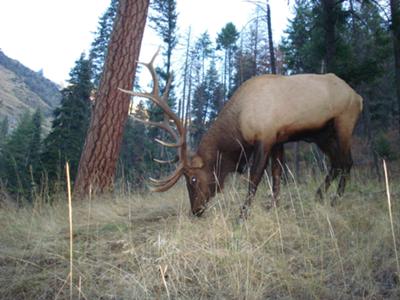 Bull Elk