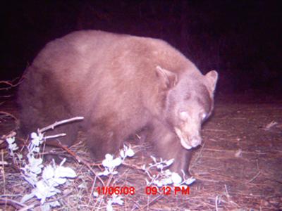 CA Black Bear