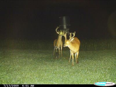 Caribou Buck