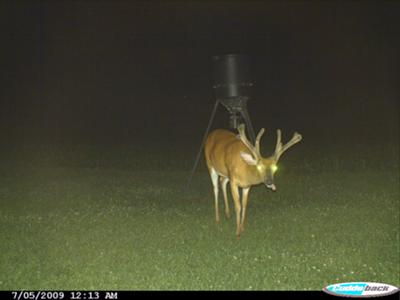 Caribou Buck