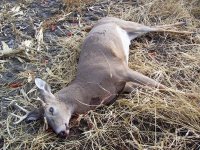 Nebraska Buck