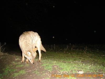 Close Up Coyote