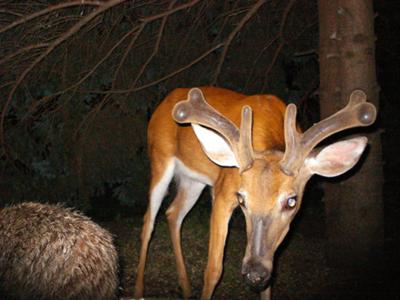 Buck close up !