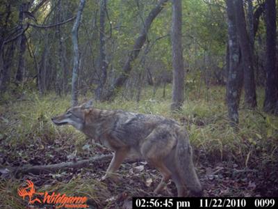 Coyote On The Prowl