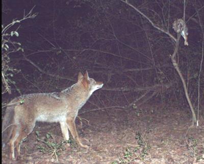 Coyote Staring at Rabbit Bait