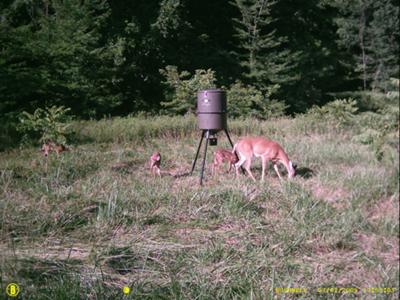 Doe and Fawns