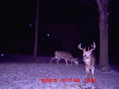 Nice 7 or 8 point and a smaller one in rear