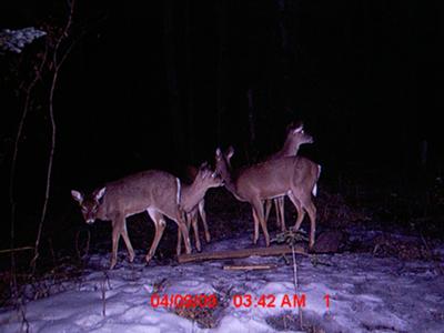 First Deer Pics