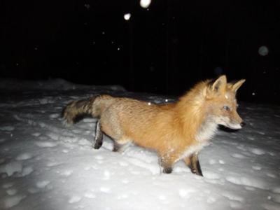 Red Fox during Snow Storm