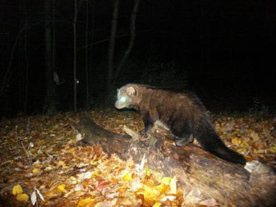 Fisher Cat on 