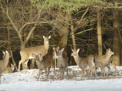 Nine Deer