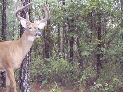 Georgia 10 Point Buck