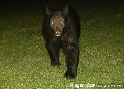 How would you like to see this bear walking towards you?