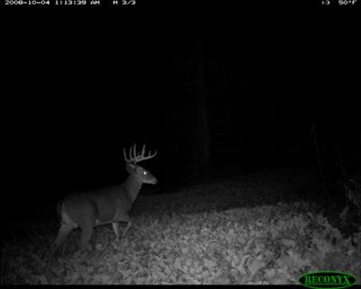 Ohio Buck