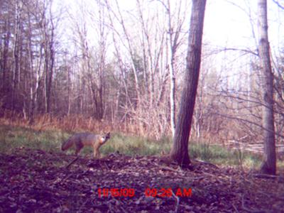 Grey Fox smiles for camera