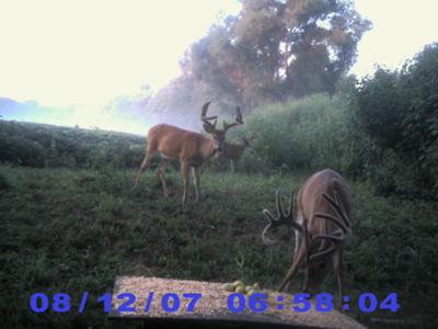 Three Buiser Bucks