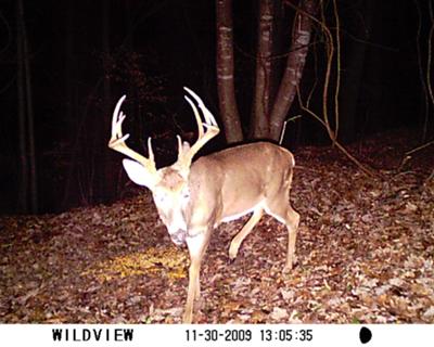 BIG BUCK