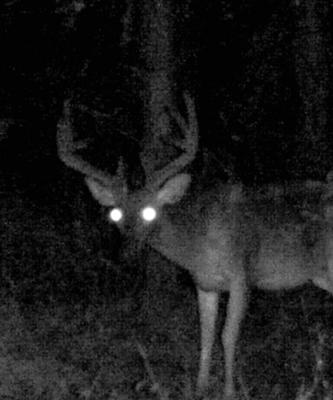 Alabama Buck