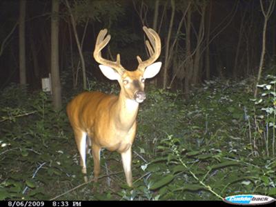 Illinois Buck