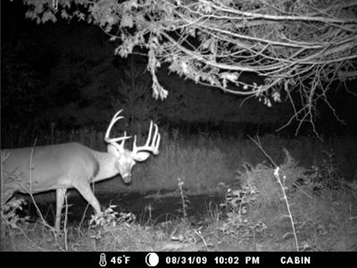 Impressive Buck