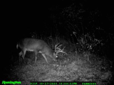 Iowa Buck