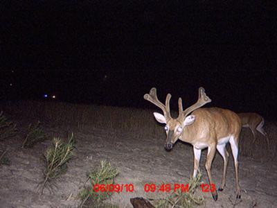 VA Buck in June