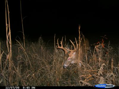 Kicker Buck