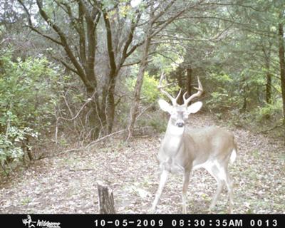 Large Buck